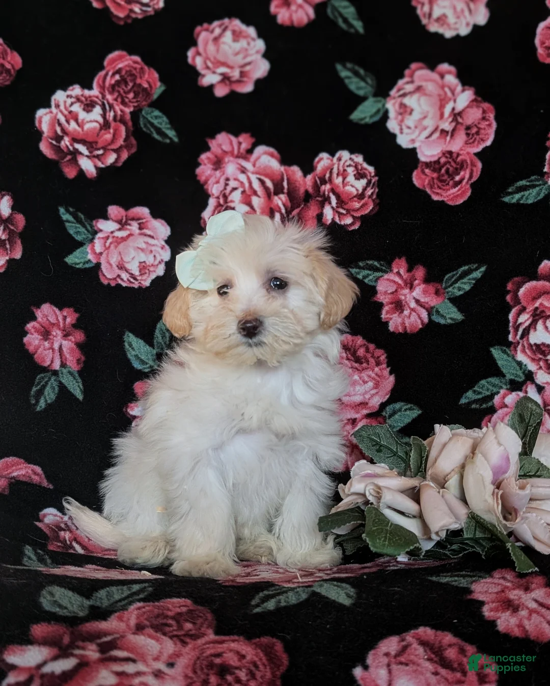 Maltipoo dogs for sale: Desiree - Ad 5