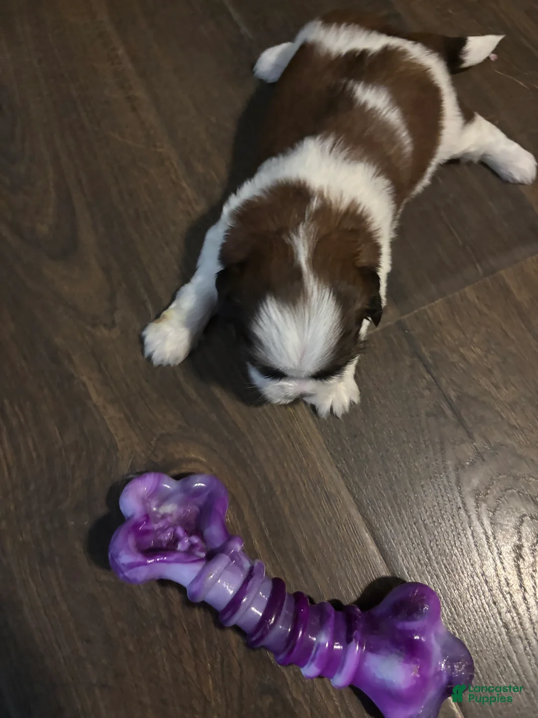 Shih Tzu dogs for sale: Bella - Ad 1