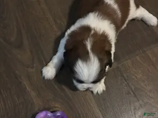 Shih Tzu dogs for sale: Bella - Ad 3