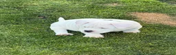 American Bulldog dogs for sale: American Bully  - Ad 3