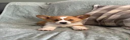 Welsh Corgi Pembroke dogs for sale: Welsh Corgi Pembroke 3 - Ad 3