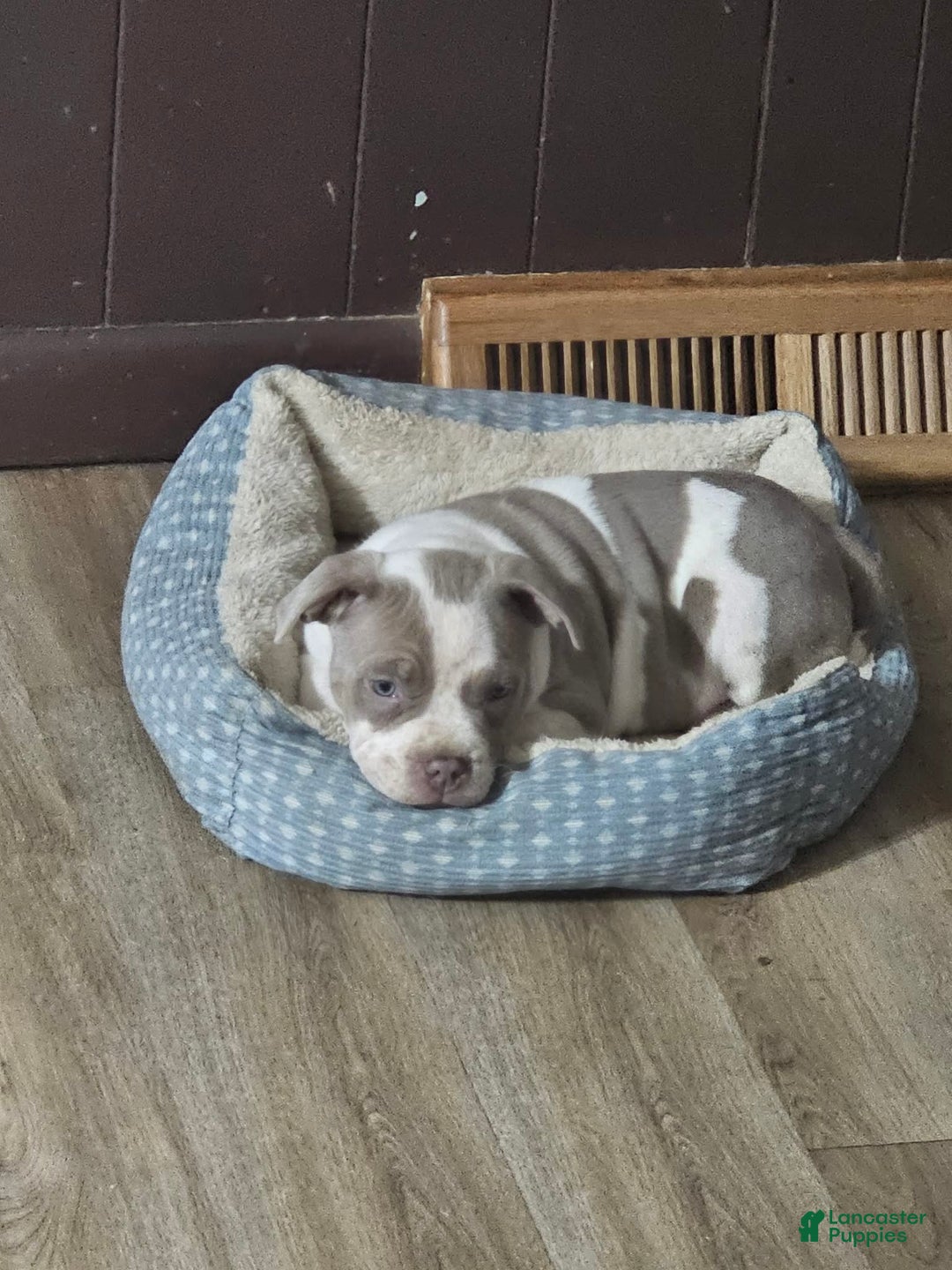 American Bully dogs for sale: Bruiser - Lilac Pied - Ad 2