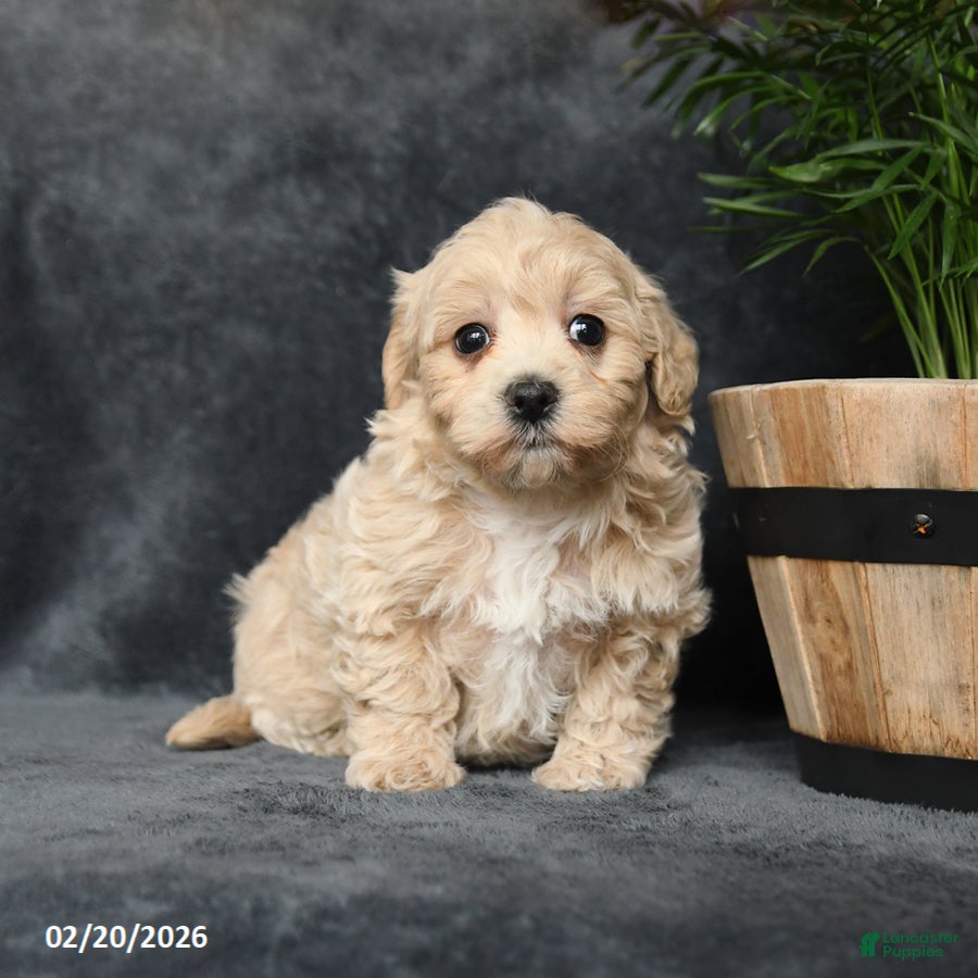 Maltipoo dogs Gracie - Ad 1