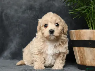 Maltipoo dogs for sale: Gracie - Ad 1
