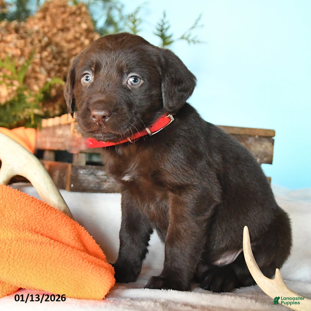 Labrador Retriever dogs for sale: Emmerson - Ad 2