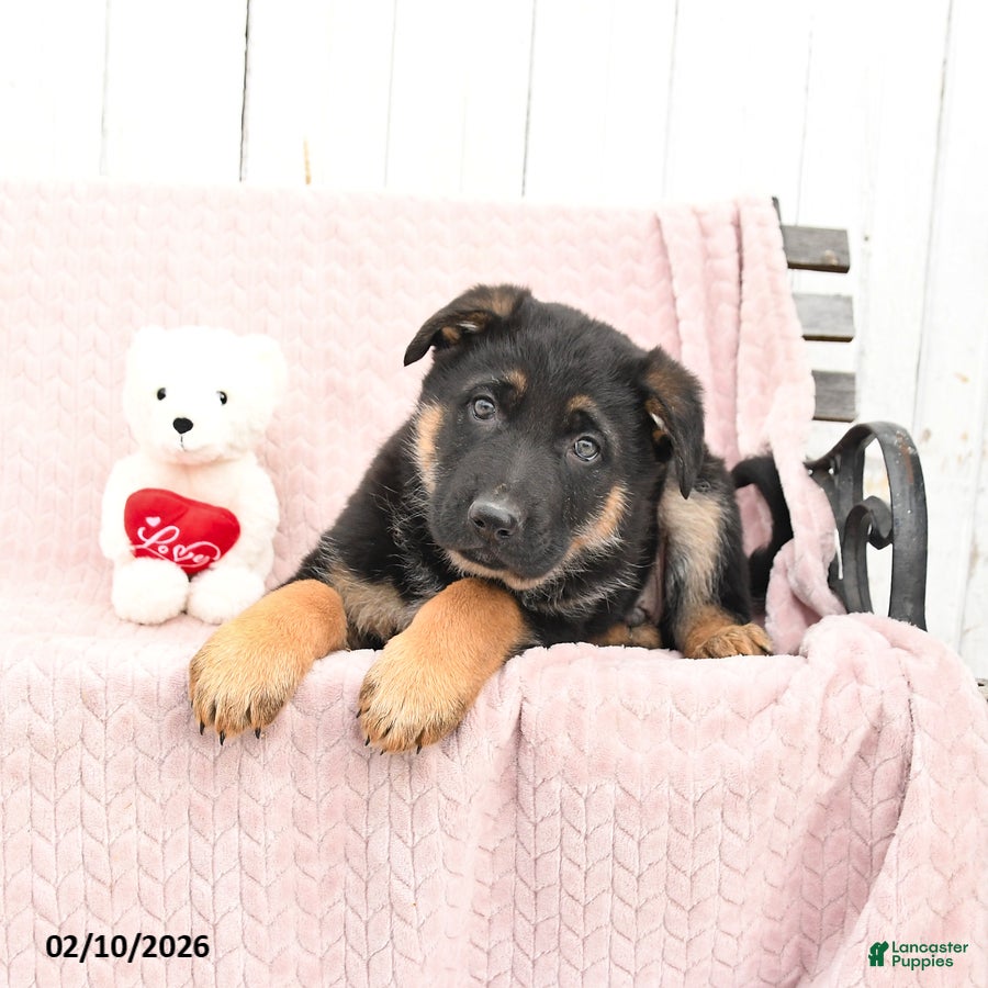 German Shepherd dogs Scout - Ad 32