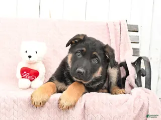 German Shepherd dogs Scout - Ad 32