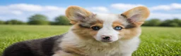 Welsh Corgi Pembroke dogs for sale: Caesar - Ad 3