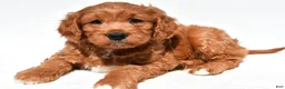 Mini Goldendoodle dogs for sale: Holly - Ad 5