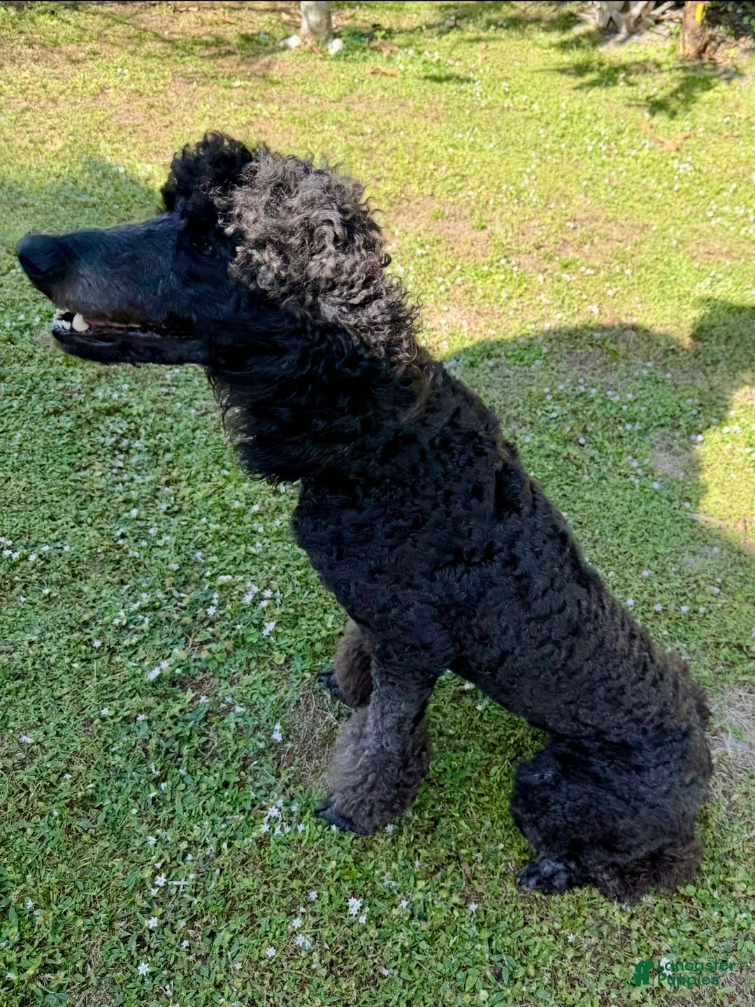 Standard Poodle dogs for sale: Princess - Ad 9