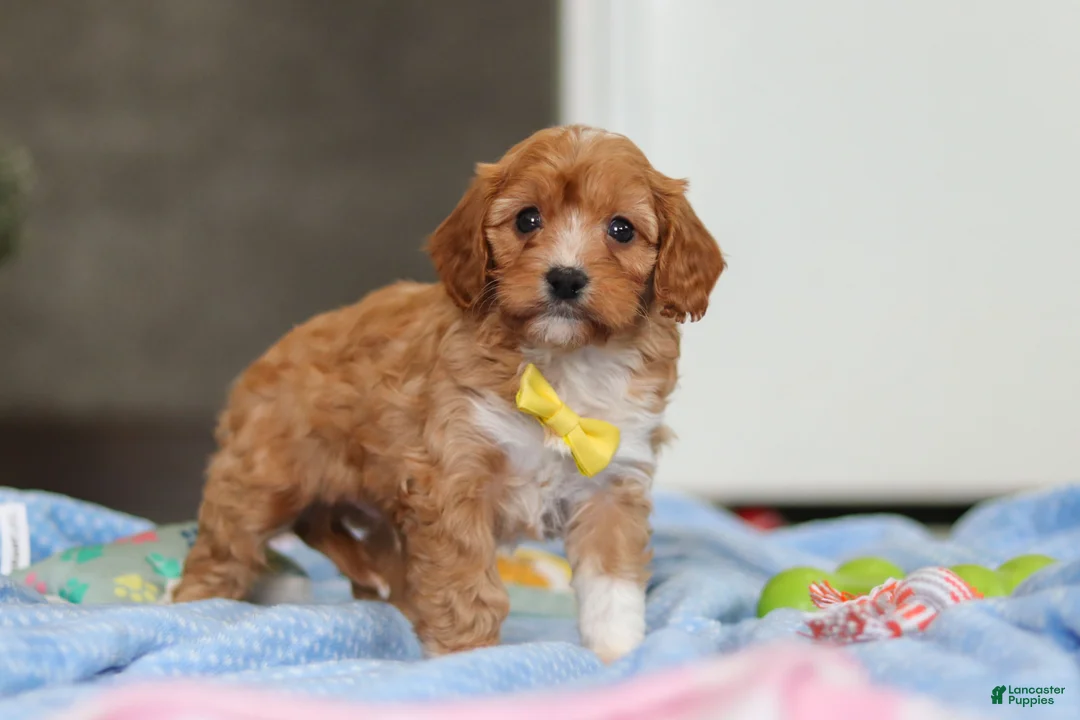 Cavapoo dogs for sale: Max - Ad 4