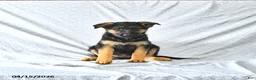 German Shepherd dogs for sale: Holly - Ad 4