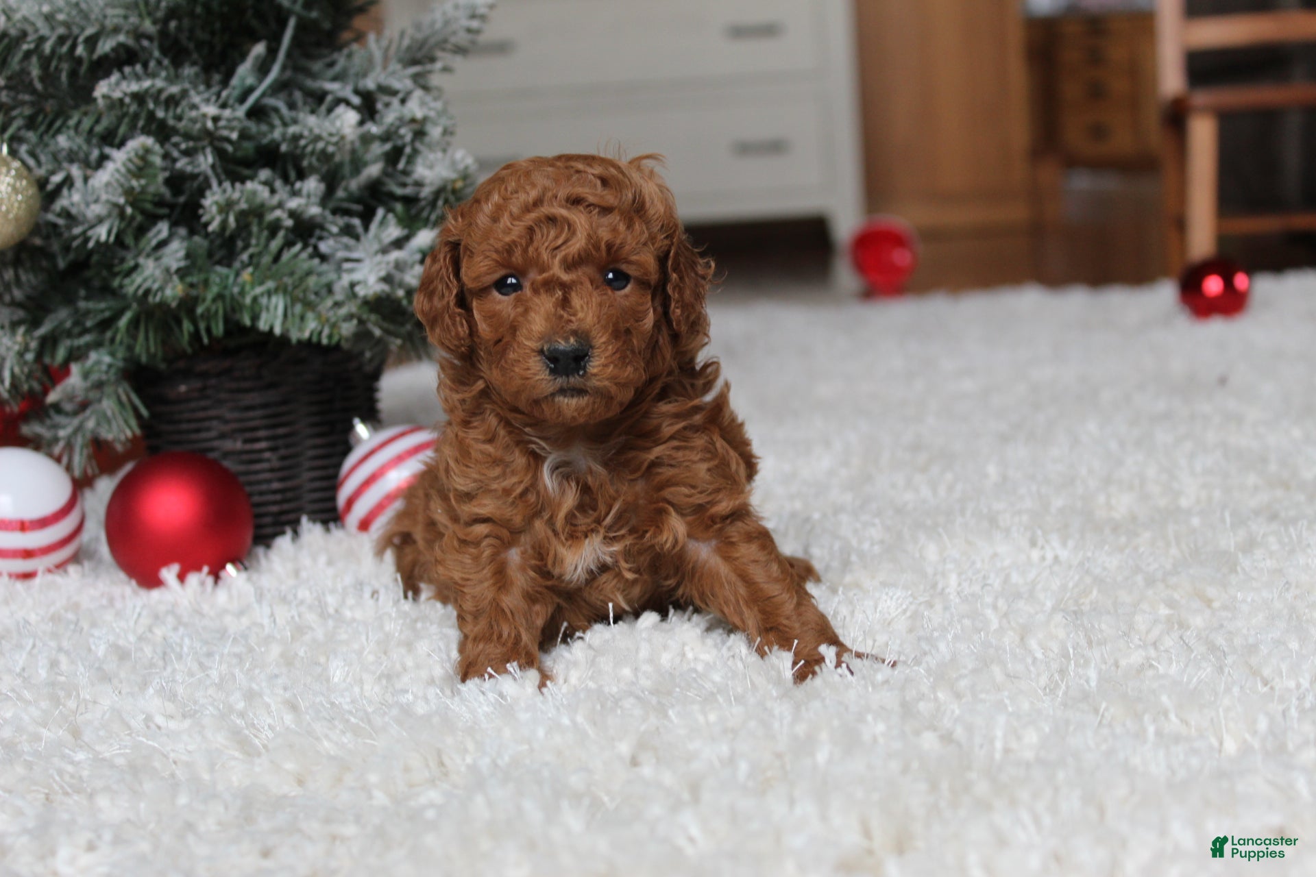 Toy Poodle dogs Cody - Ad 34