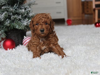 Toy Poodle dogs Cody - Ad 6