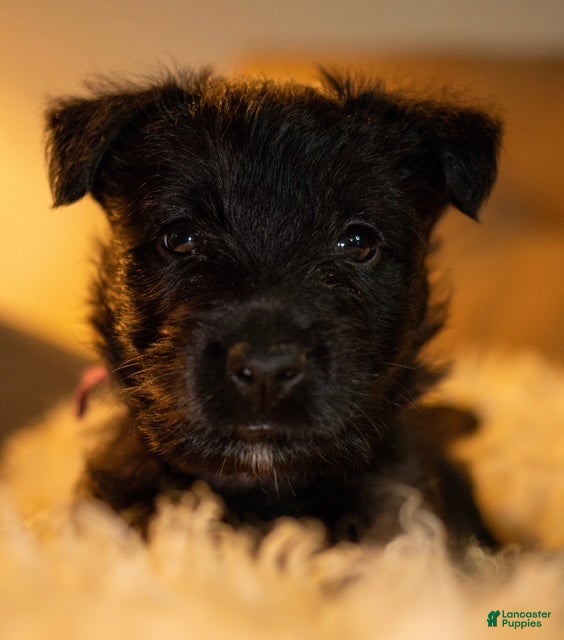 Scottish Terrier dogs Scottish Terrier Puppy 2 - Ad 4