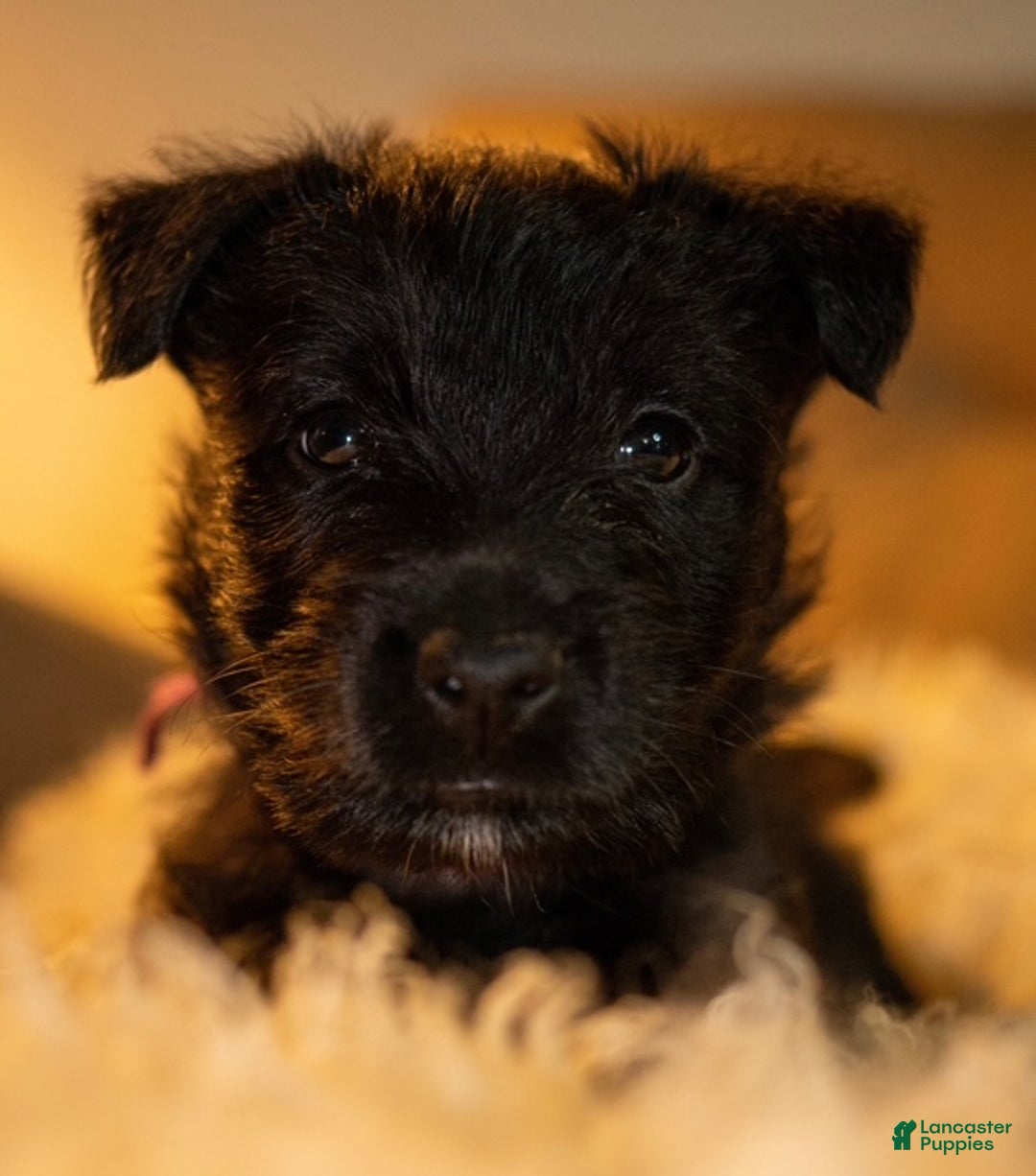 Scottish Terrier dogs for sale: Scottish Terrier Puppy 2 - Ad 1