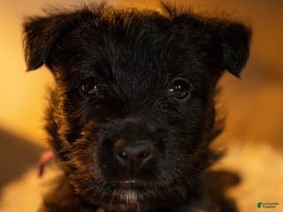 Scottish Terrier dogs Scottish Terrier Puppy 2 - Ad 2