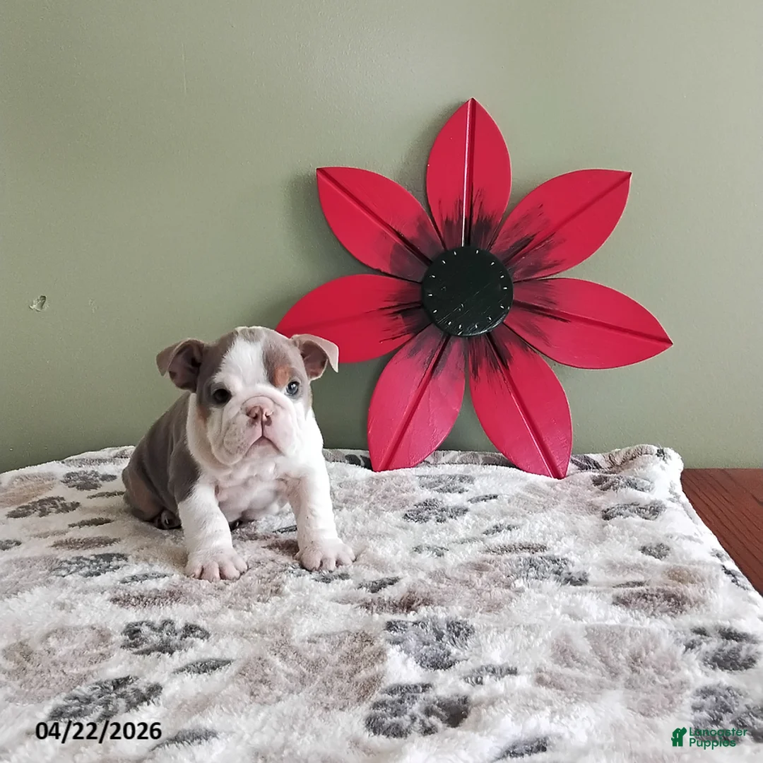 English Bulldog dogs for sale: Kristen - Ad 1