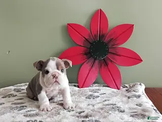 English Bulldog dogs for sale: Kristen - Ad 4
