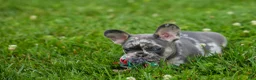French Bulldog dogs for sale: Knox 💙 - Ad 18