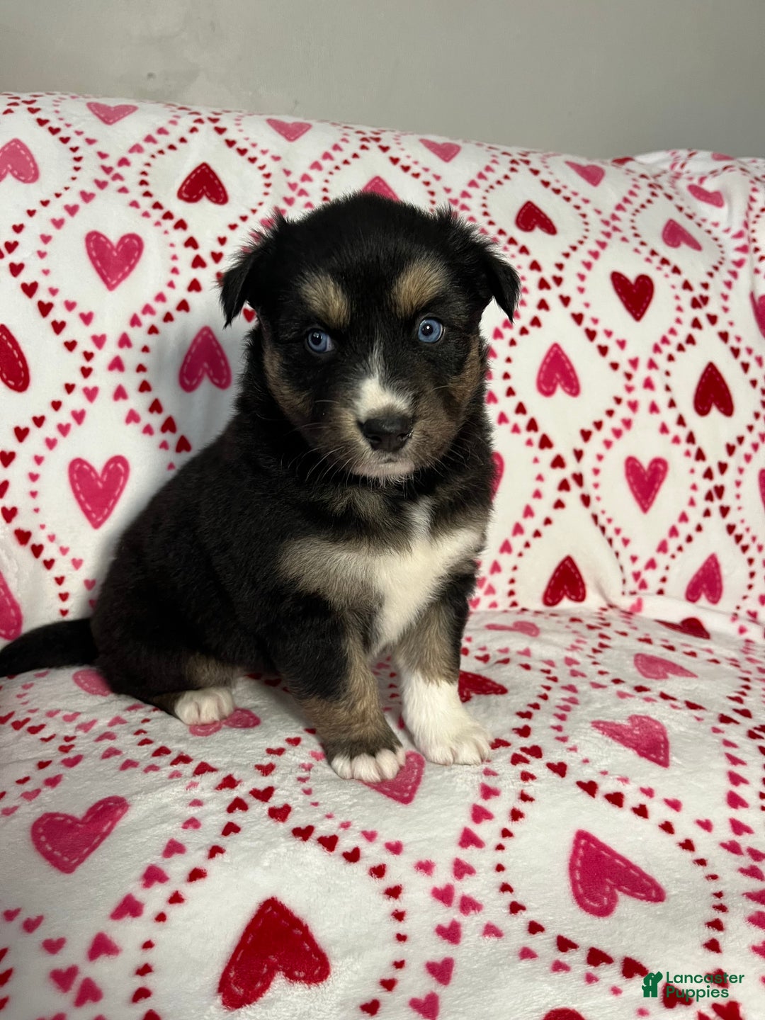 Australian Shepherd dogs for sale: Holly - Ad 2