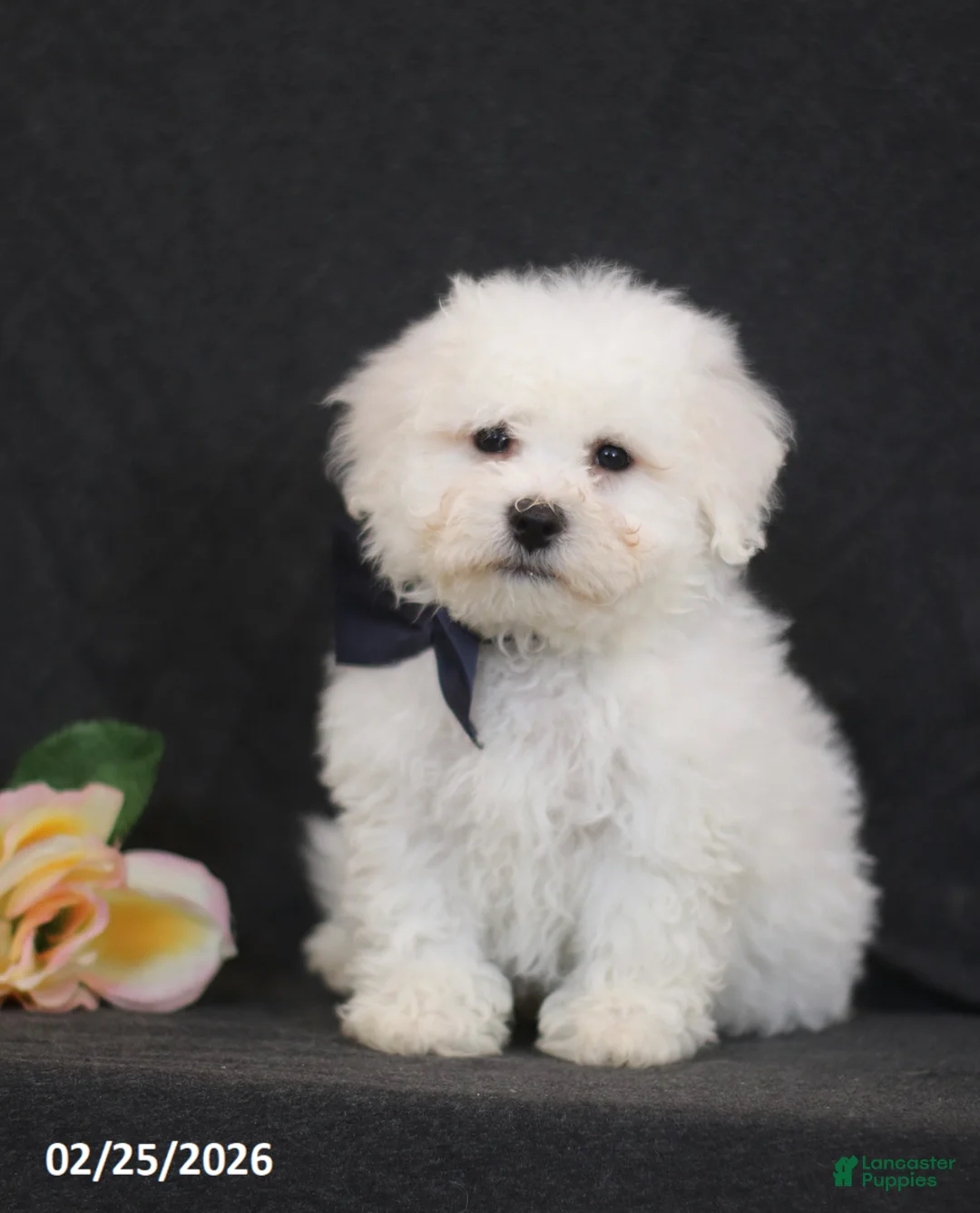 Bichon Frise dogs for sale: Brad  - Ad 4