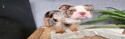 English Bulldog dogs for sale: Fletch - Ad 17