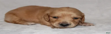 Miniature Dachshund 4