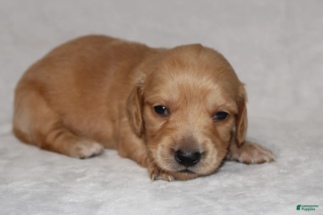 Miniature Dachshund dogs for sale: Miniature Dachshund 4 - Ad 1