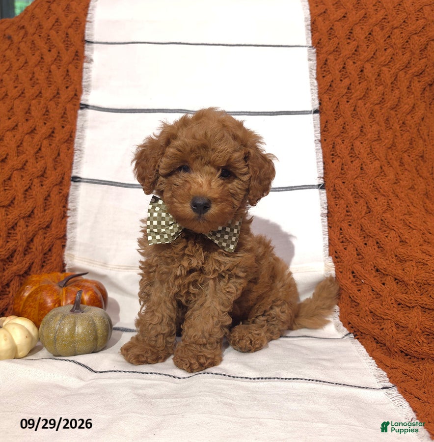Mini Goldendoodle dogs Reed - Ad 1