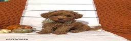 Mini Goldendoodle dogs for sale: Reed - Ad 5