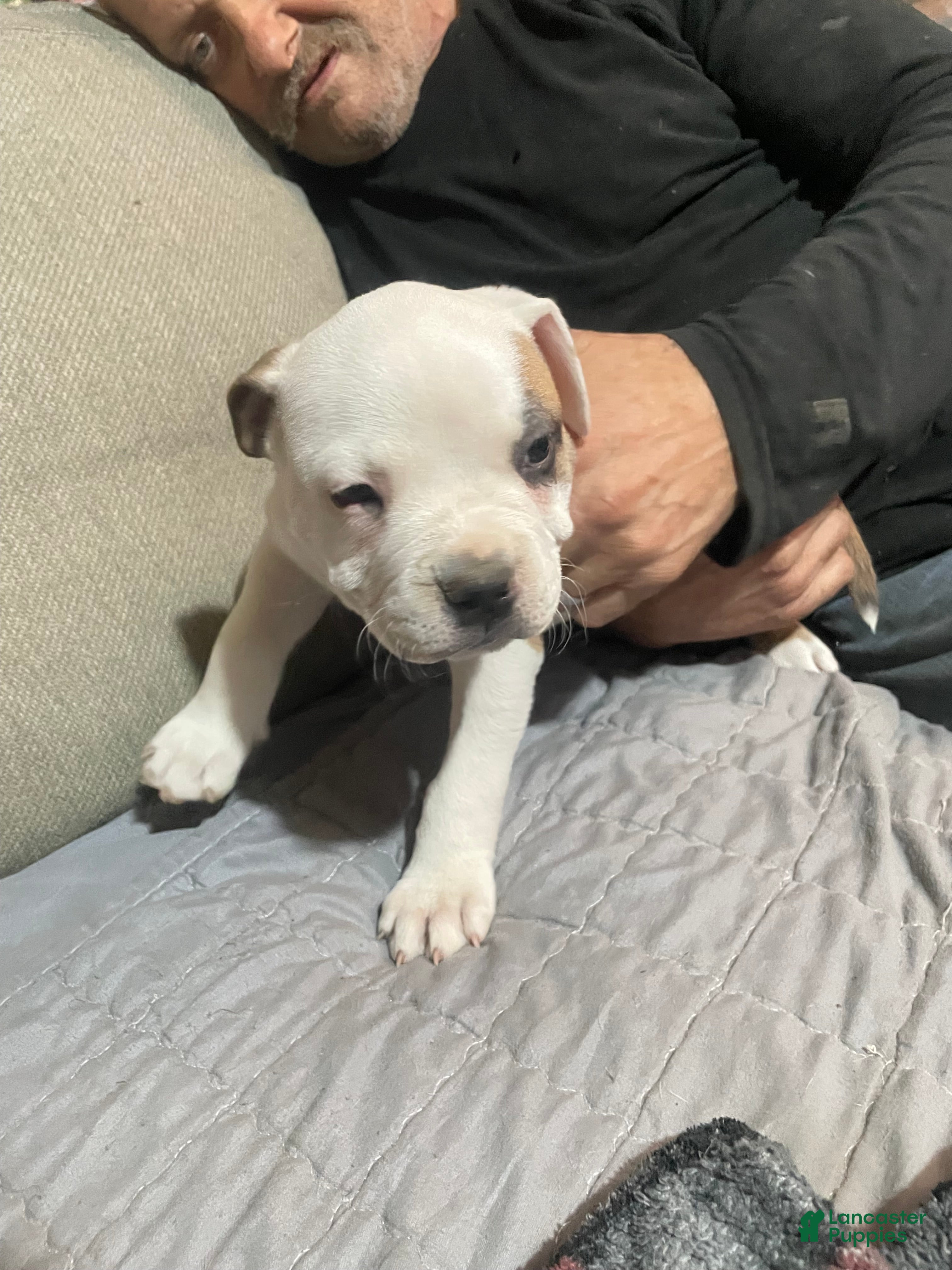 American Bully dogs  Male #1 - Ad 1