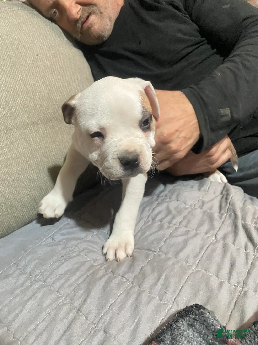 American Bully dogs for sale:  Male #1 - Ad 1