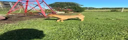 Shiba Inu dogs for sale: Keisha - Ad 5