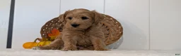 Schnoodle dogs for sale: Rosy - Ad 8