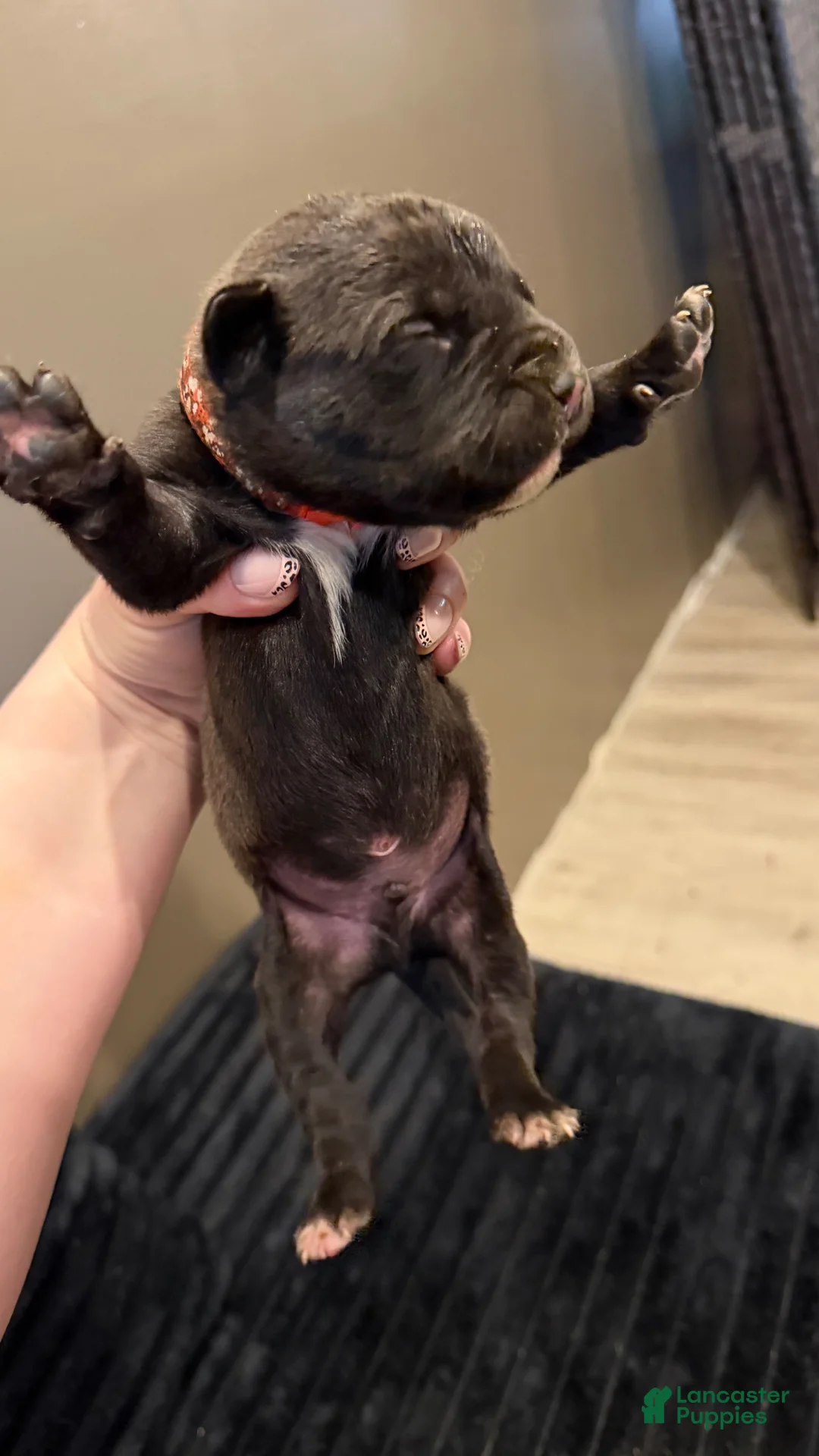 Mixed Breed dogs for sale: Mixed Breed Puppy 5 - Ad 1