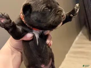 Mixed Breed dogs Mixed Breed Puppy 5 - Ad 30