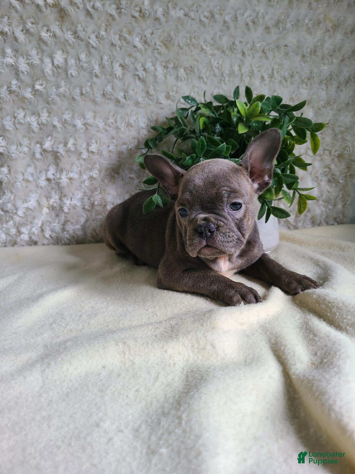 Frenchton dogs Macy - Ad 1