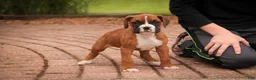 Boxer dogs for sale: Tara - Ad 4
