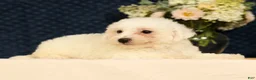Bichon Frise dogs for sale: Isaac - Ad 7