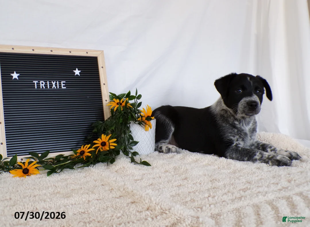 Australian Cattle Dog dogs for sale: Trixy - Ad 6