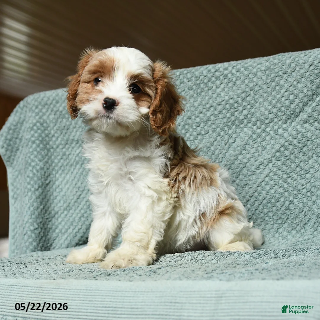 Cavapoo dogs for sale: Babe - Ad 1