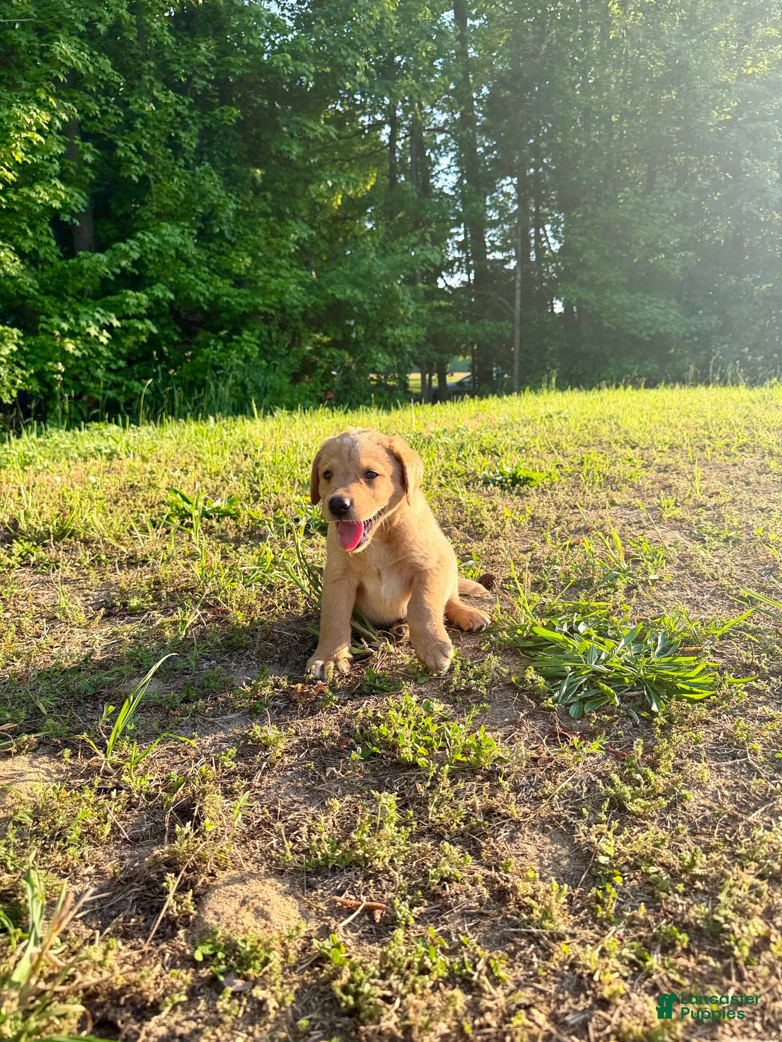Labrador Retriever dogs Labrador Retriever Puppy 4 - Ad 1