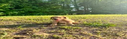 Labrador Retriever dogs for sale: Labrador Retriever Puppy 4 - Ad 1