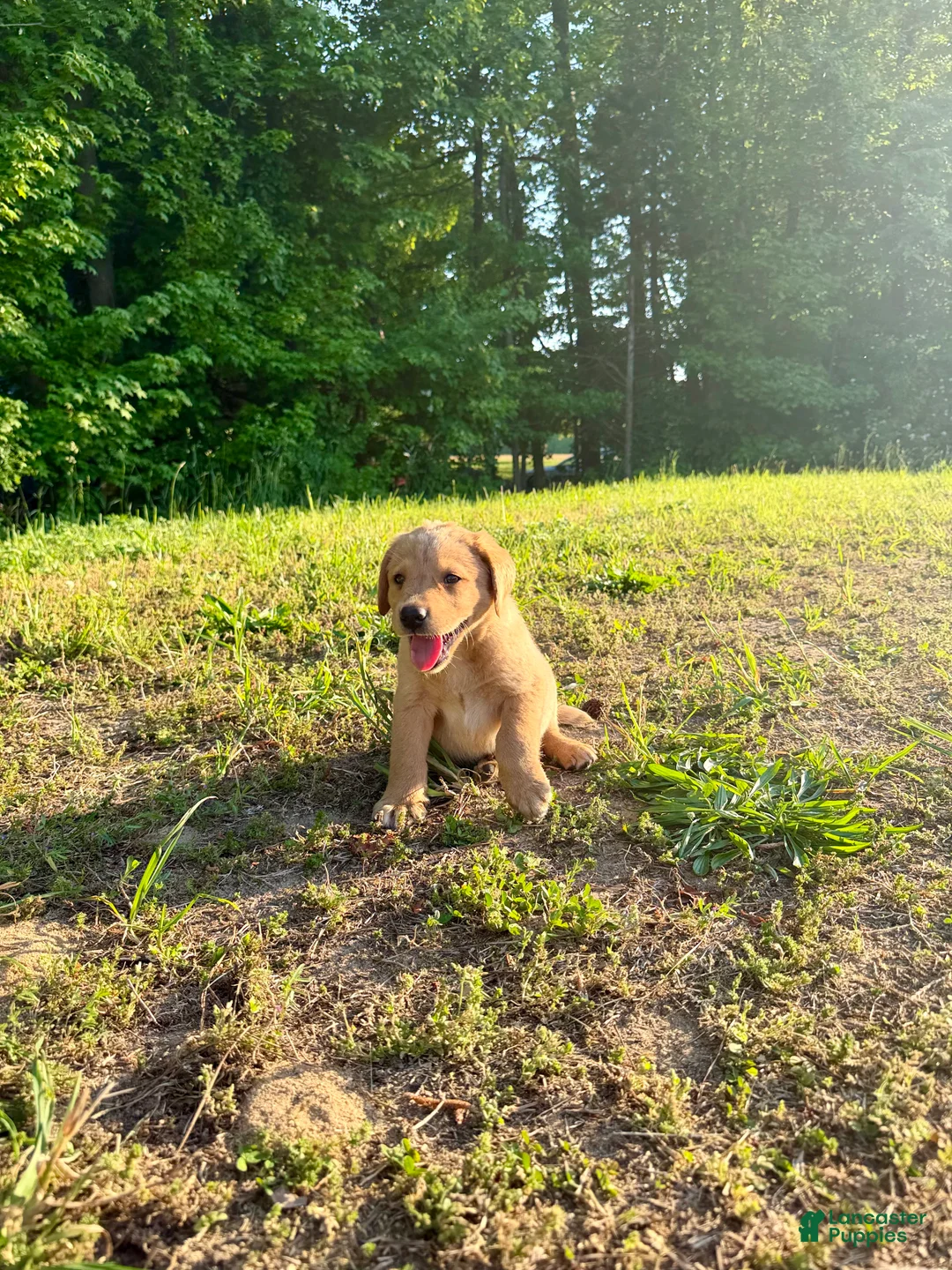 Labrador Retriever dogs for sale: Labrador Retriever Puppy 4 - Ad 1