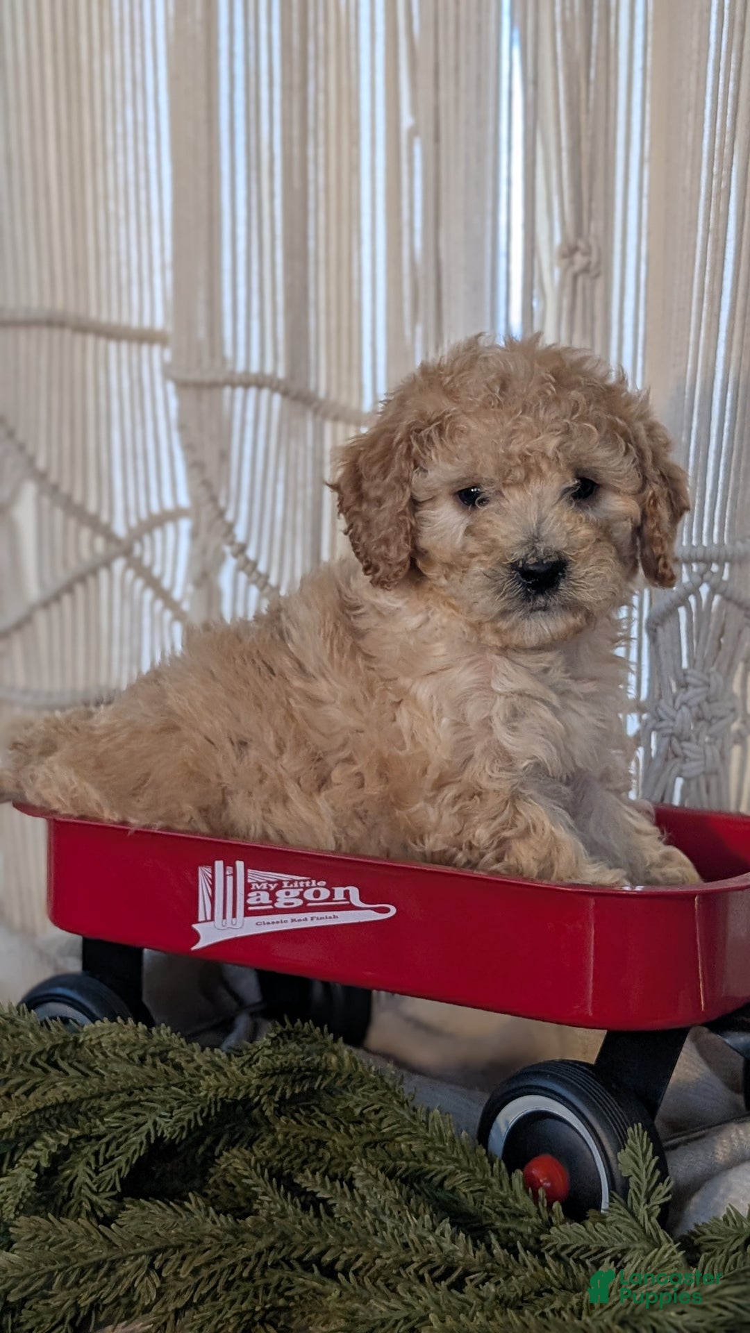 Cavapoo dogs for sale: Azzi - Ad 2