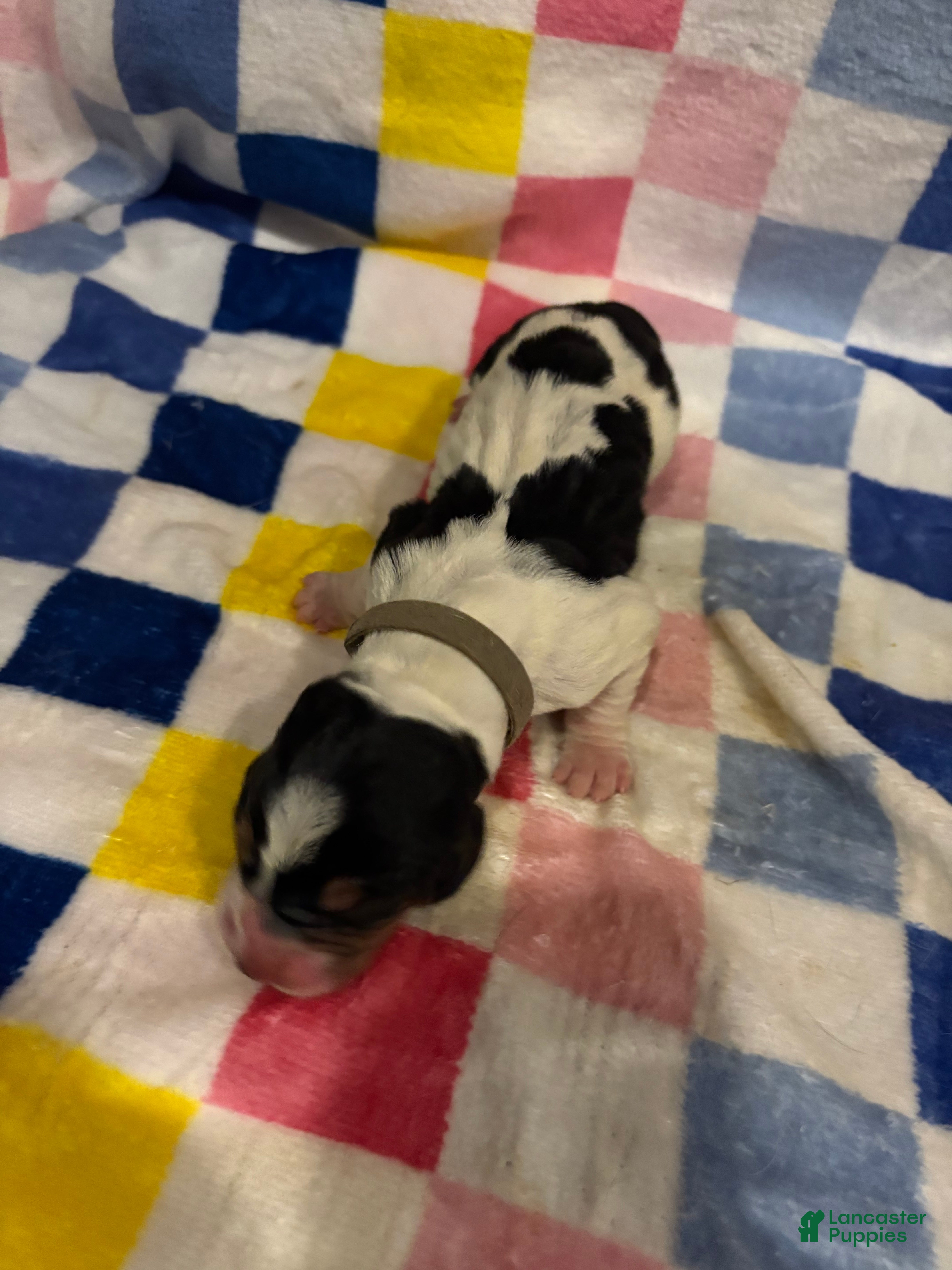 Basset Hound dogs Boy 4-Baylor - Ad 15