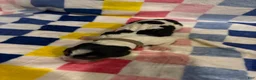 Basset Hound dogs for sale: Boy 4-Baylor - Ad 1