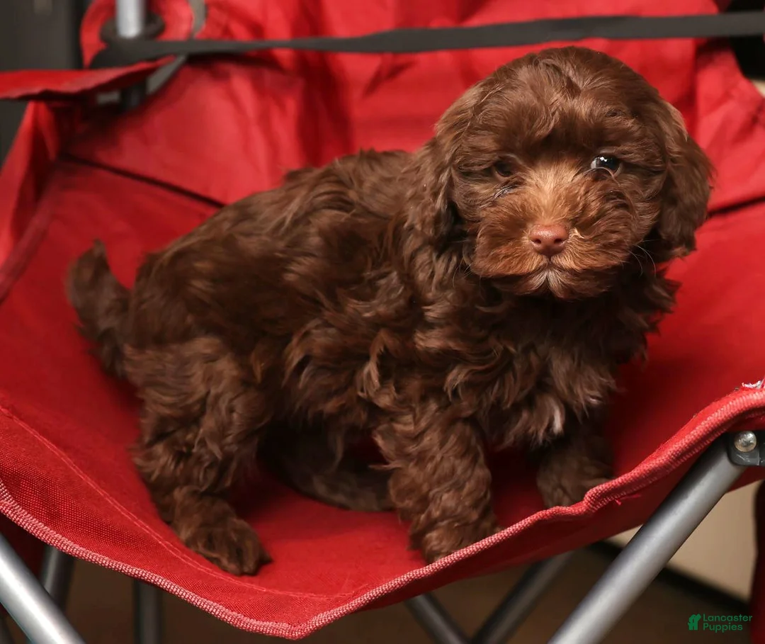 Havapoo dogs for sale: Dozer - Ad 8