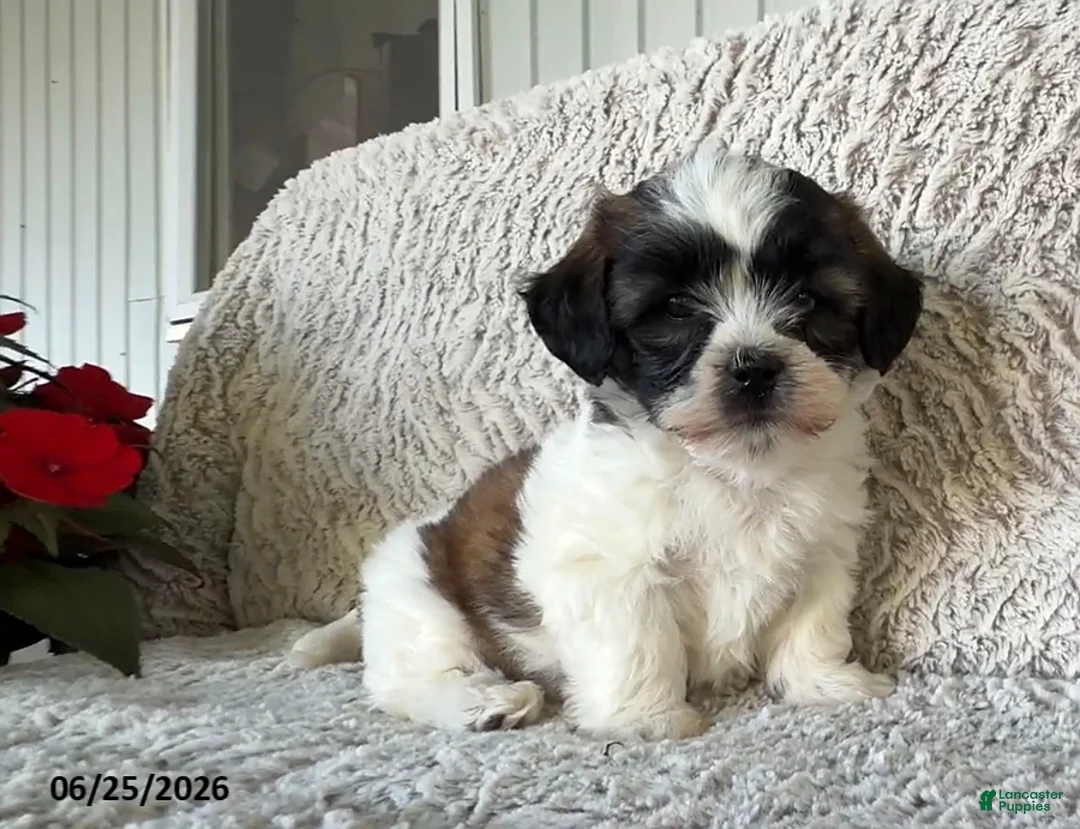 Teddy Bear dogs for sale: Lola - Ad 1
